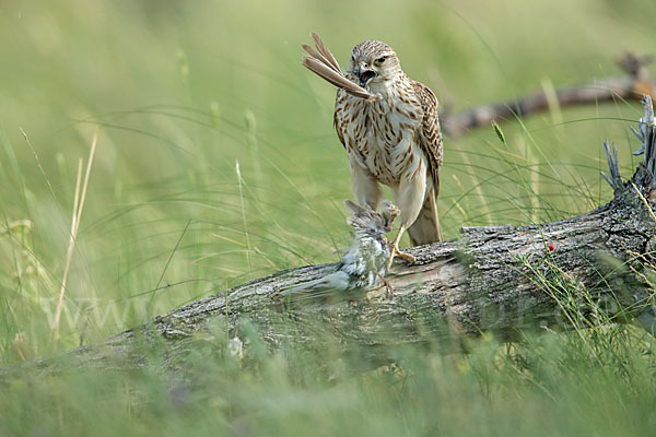 Merlin (Falco columbarius)