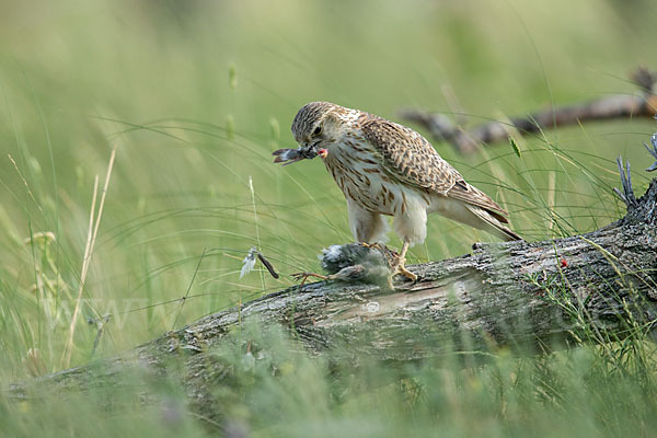 Merlin (Falco columbarius)