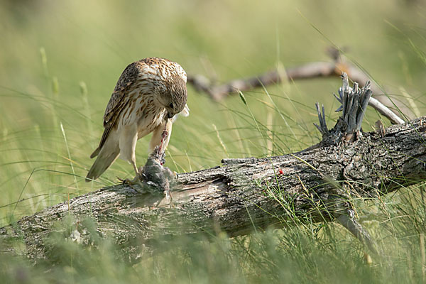 Merlin (Falco columbarius)