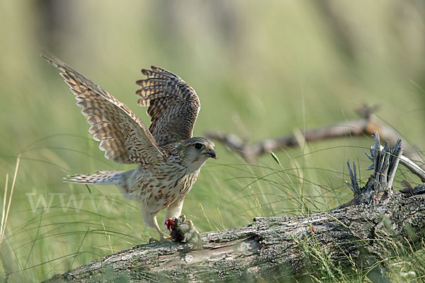 Merlin (Falco columbarius)