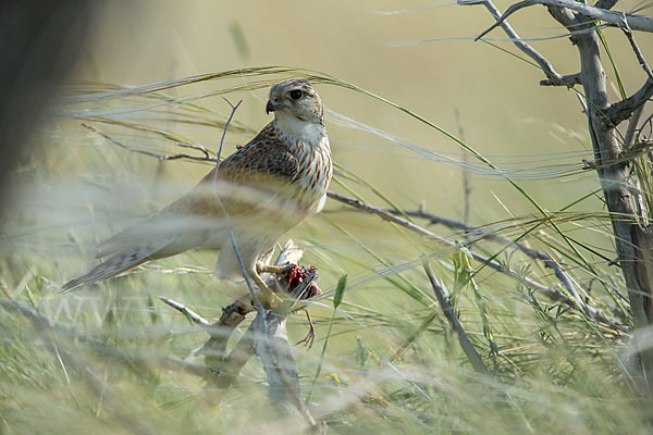 Merlin (Falco columbarius)