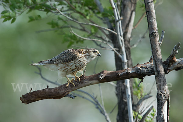 Merlin (Falco columbarius)