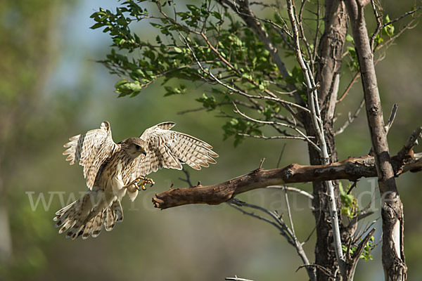 Merlin (Falco columbarius)