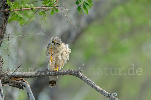 Merlin (Falco columbarius)