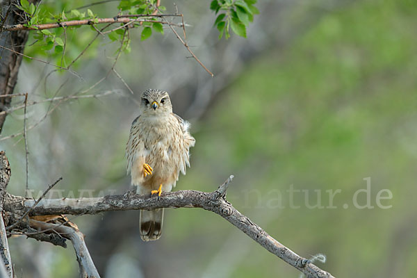 Merlin (Falco columbarius)