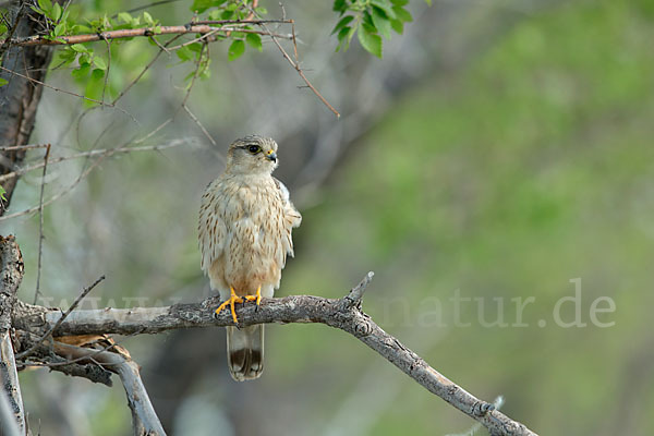 Merlin (Falco columbarius)