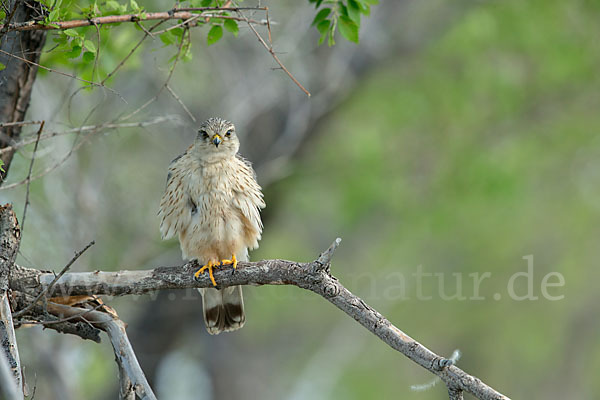 Merlin (Falco columbarius)