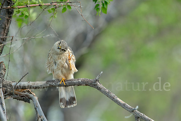 Merlin (Falco columbarius)