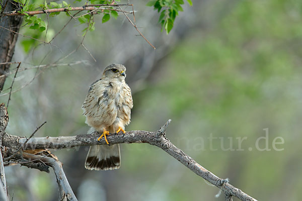 Merlin (Falco columbarius)