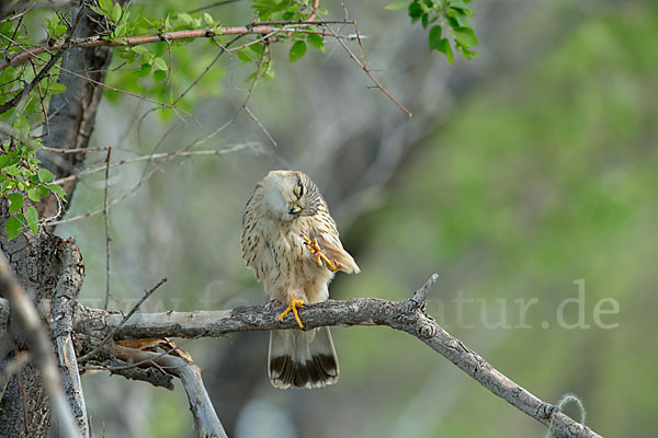 Merlin (Falco columbarius)