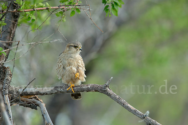 Merlin (Falco columbarius)