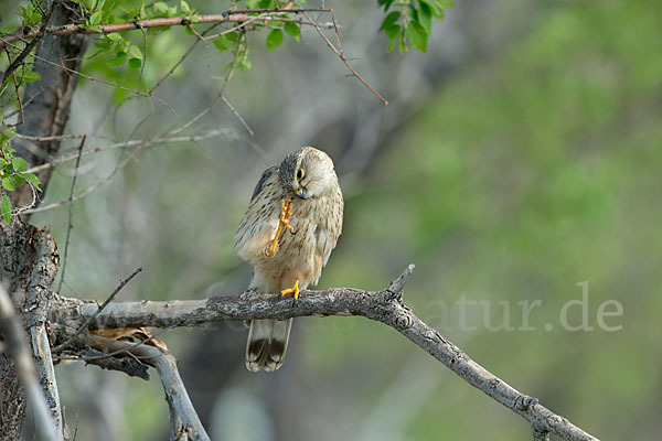 Merlin (Falco columbarius)