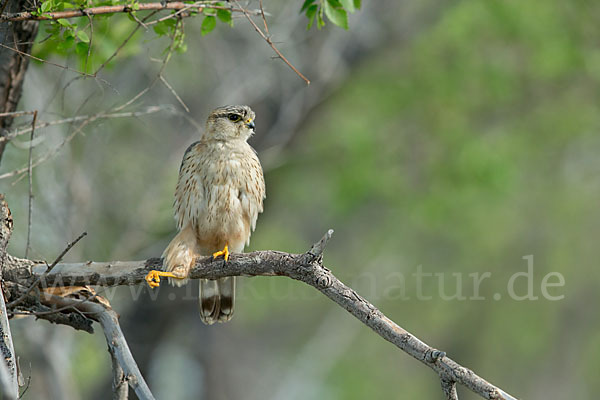 Merlin (Falco columbarius)