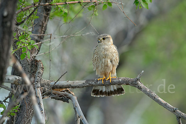 Merlin (Falco columbarius)