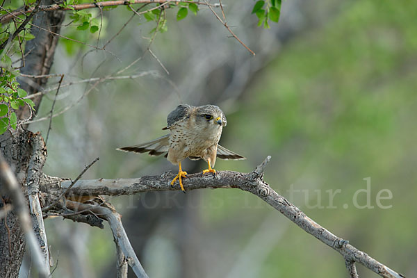 Merlin (Falco columbarius)