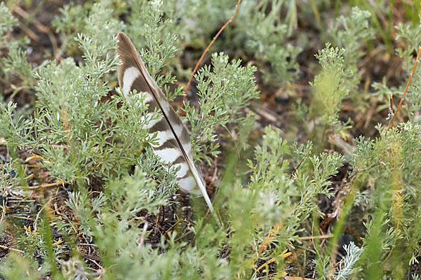 Merlin (Falco columbarius)