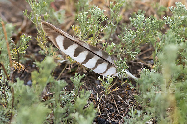 Merlin (Falco columbarius)