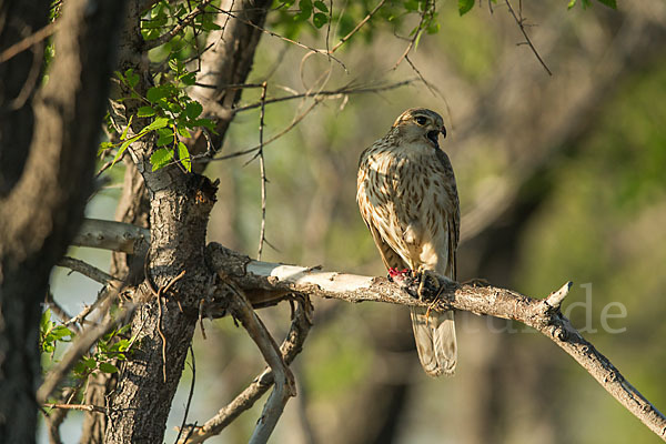 Merlin (Falco columbarius)