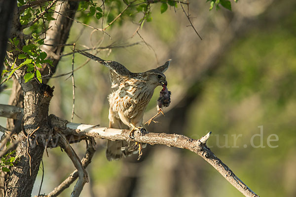 Merlin (Falco columbarius)