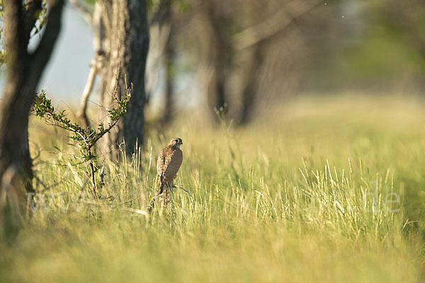 Merlin (Falco columbarius)