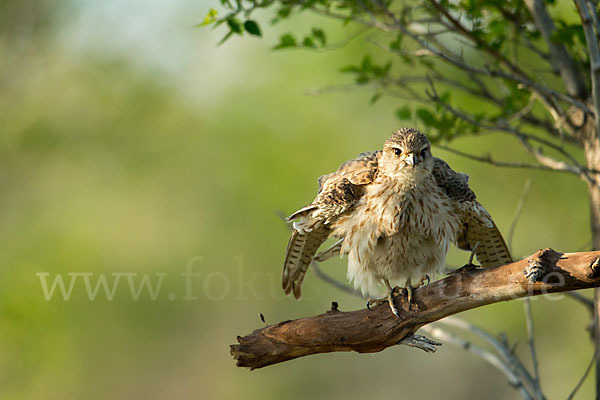 Merlin (Falco columbarius)