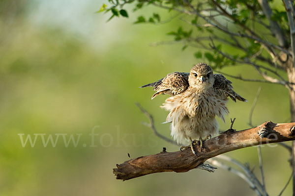 Merlin (Falco columbarius)