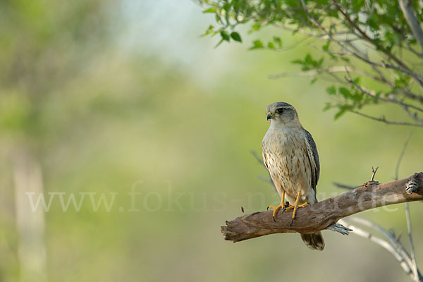 Merlin (Falco columbarius)