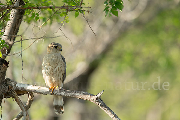 Merlin (Falco columbarius)