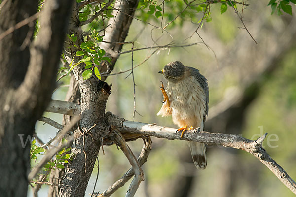 Merlin (Falco columbarius)