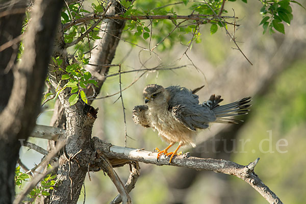 Merlin (Falco columbarius)