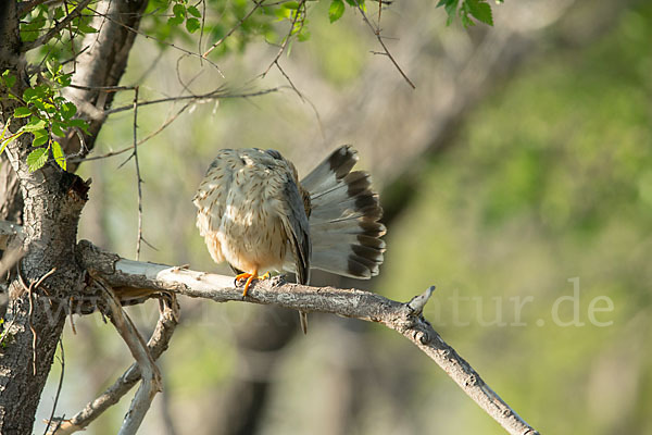 Merlin (Falco columbarius)