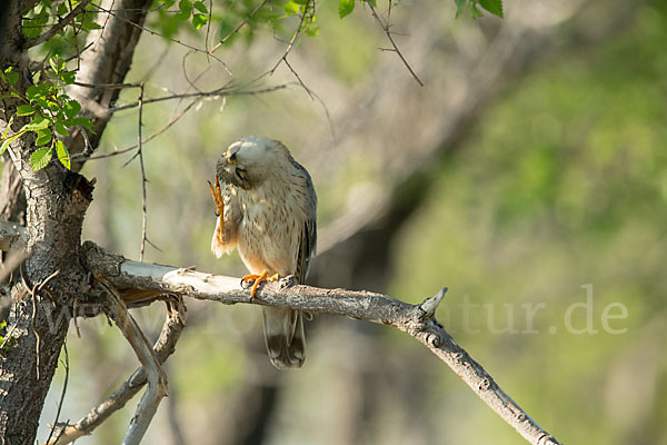 Merlin (Falco columbarius)