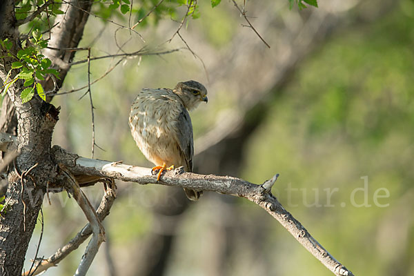 Merlin (Falco columbarius)