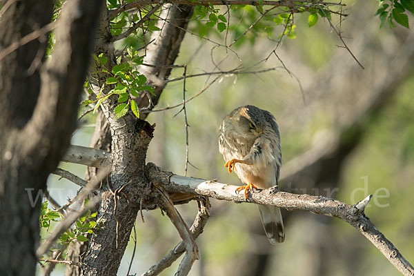 Merlin (Falco columbarius)