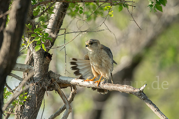 Merlin (Falco columbarius)