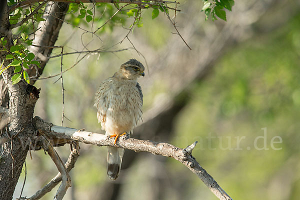 Merlin (Falco columbarius)