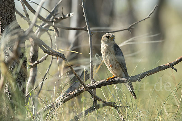 Merlin (Falco columbarius)