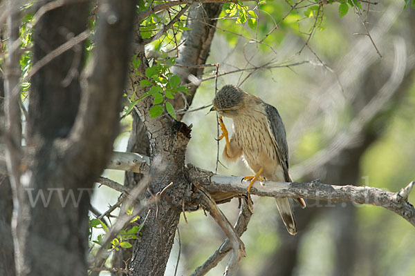 Merlin (Falco columbarius)