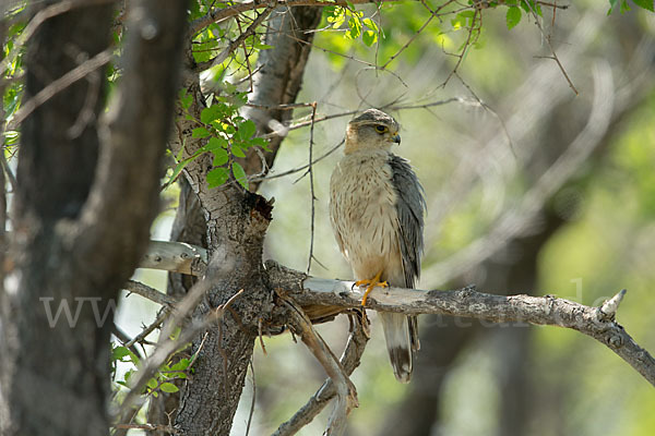 Merlin (Falco columbarius)