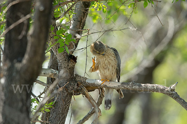 Merlin (Falco columbarius)