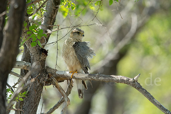 Merlin (Falco columbarius)