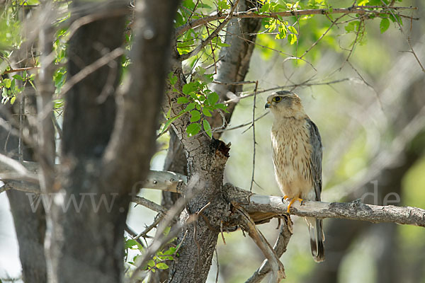 Merlin (Falco columbarius)