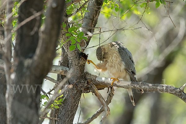 Merlin (Falco columbarius)