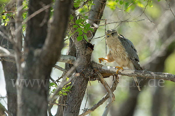 Merlin (Falco columbarius)