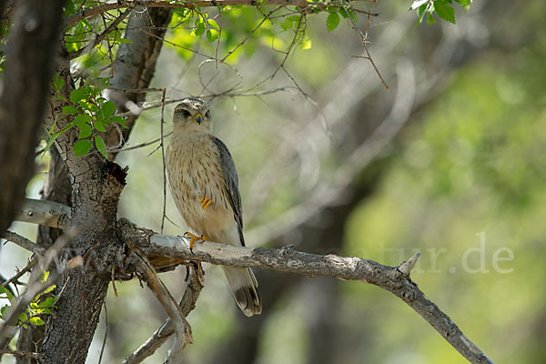 Merlin (Falco columbarius)