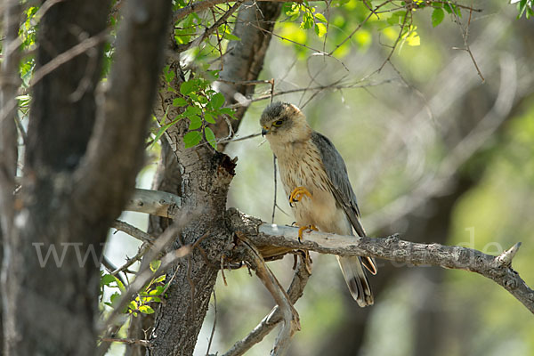 Merlin (Falco columbarius)