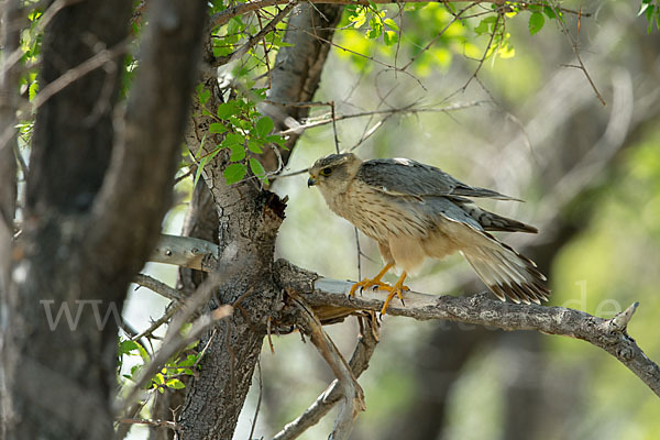 Merlin (Falco columbarius)