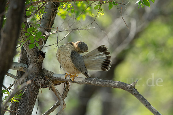 Merlin (Falco columbarius)