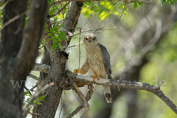 Merlin (Falco columbarius)