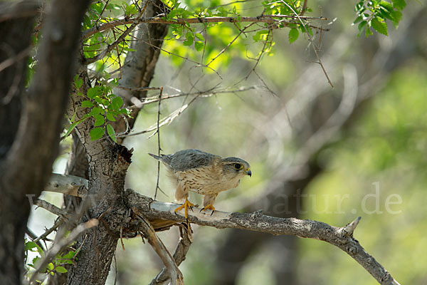 Merlin (Falco columbarius)